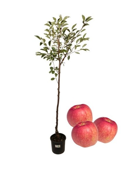 Melo antico - Annurca