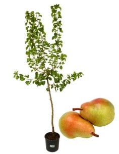 Pero Precoce Morettini