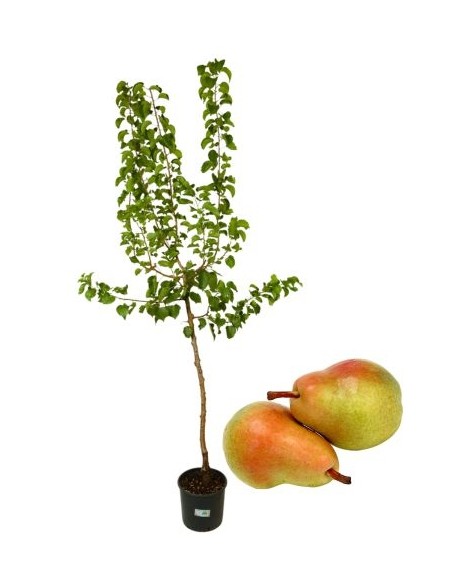 Pero Precoce Morettini