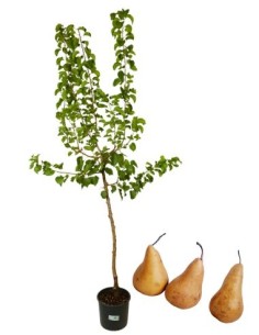 Pero antico - pero misso