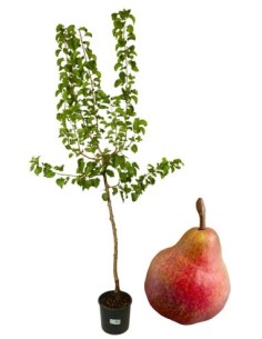 Pero decana del comizio