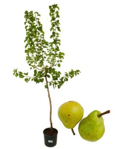 Pero antico - pero trentosso