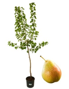 Pero antico - pero gnocco