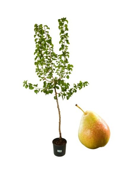 Pero antico - pero gnocco