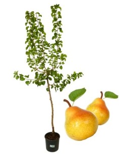 Pero antico - pero figo