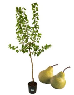 Pero antico - bergamotto