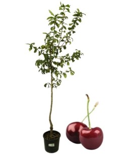 Ciliegio Van bigereau