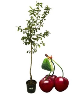 Ciliegio Mora di Cazzano