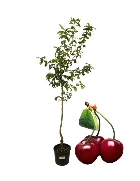 Ciliegio Mora di Cazzano