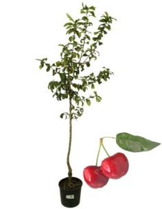 Ciliegio Lapins - autofertile