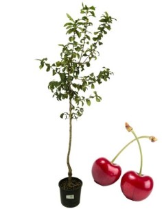 Ciliegio Bigareau Moreau