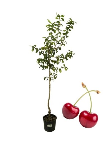 Ciliegio Bigareau Moreau