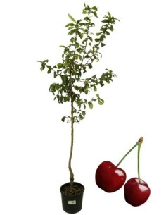 Ciliegio Bigareau Burlat