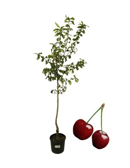 Ciliegio Bigareau Burlat