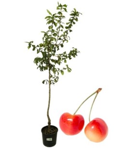 Ciliegio bianco (Napoleon)