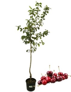 Ciliegio a cespuglio carmine