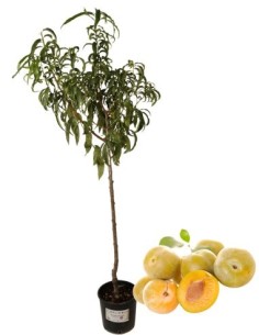 Susino sorriso di primavera