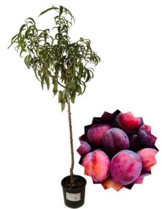 Susino Sangue di drago