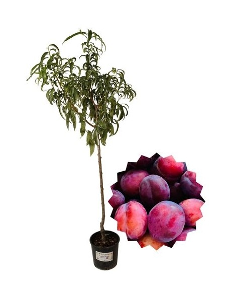 Susino Sangue di drago