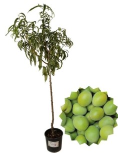 Susino Regina Claudia