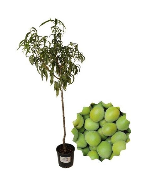 Susino Regina Claudia