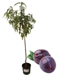 Susino Grossa di Felisio