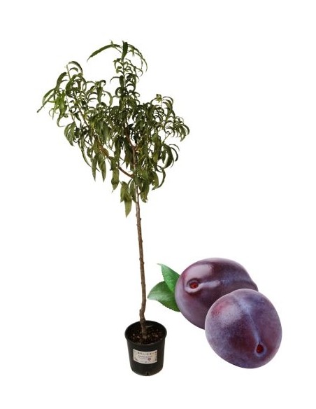 Susino Grossa di Felisio