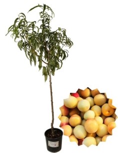 Susino antico - gialla