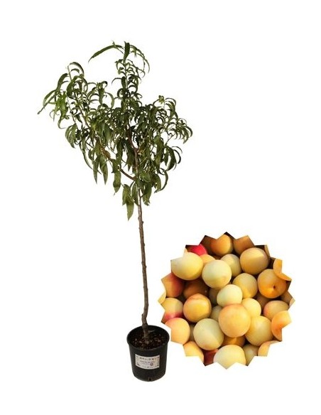 Susino antico - gialla