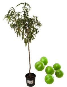 Susino antico - amolo di francia