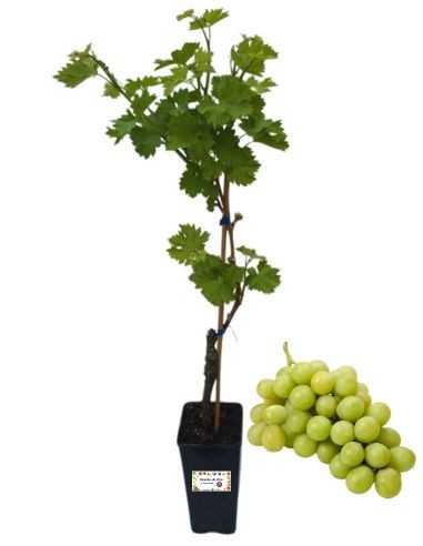 Zibibbo