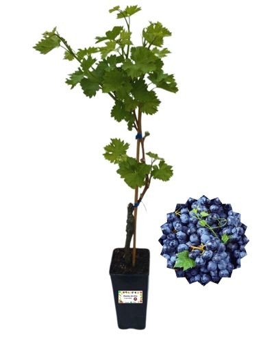 Muskat bleu (Nero)