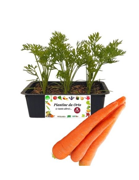 Carota pack da 9 piante