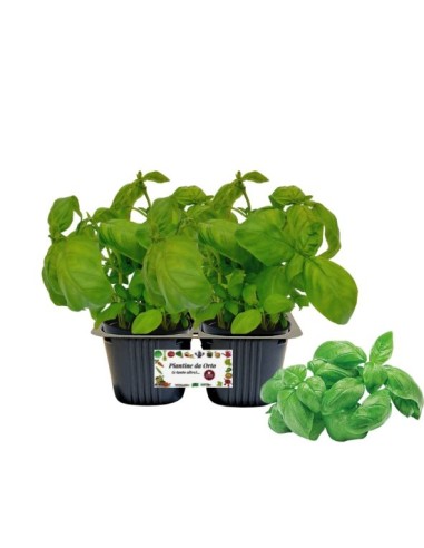 Basilico Linea gold pack da 2 piante