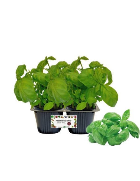 Basilico Linea gold pack da 2 piante