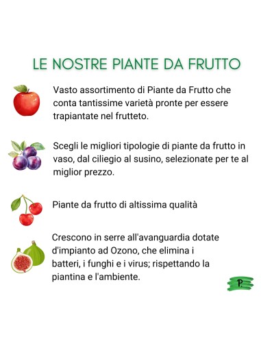 Mirtillo Siberiano Vaso 5L