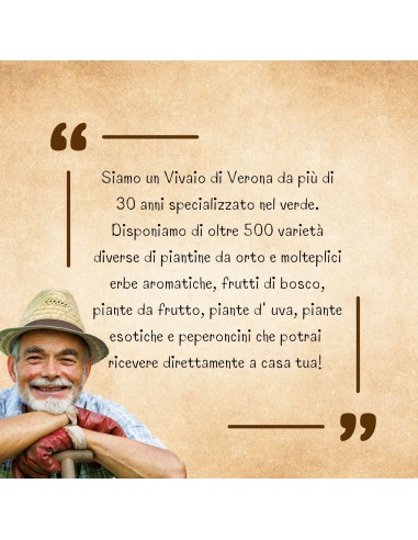 Mirtillo Siberiano Vaso 5L