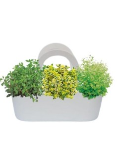 Aromi bag già composta Maggiorana-Timo Aureo-Erba madre