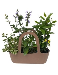 Aromi Bag già composta Incenso-Salvia-Alloro