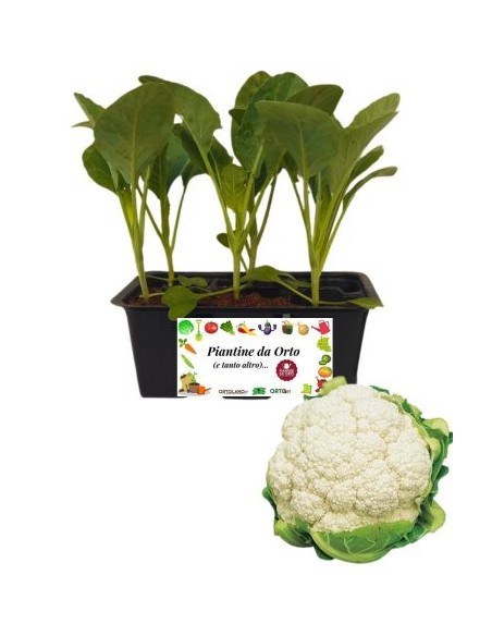Cavolfiore pack da 6 piantine