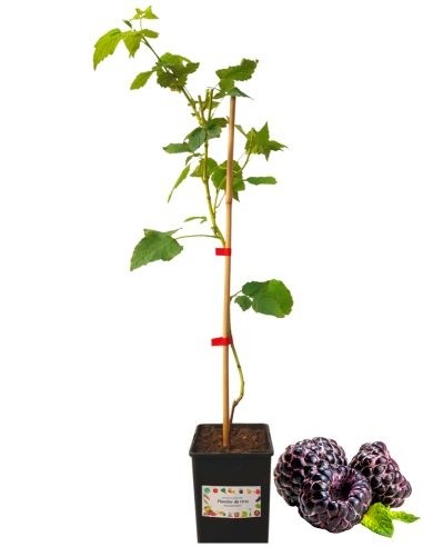 LAMPONE NERO vaso 2 lt