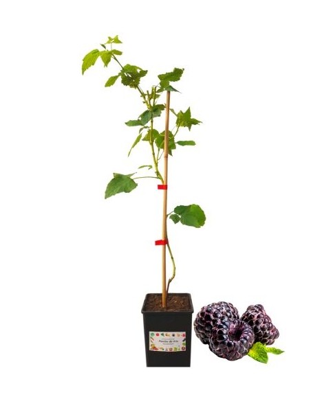 LAMPONE NERO vaso 2 lt