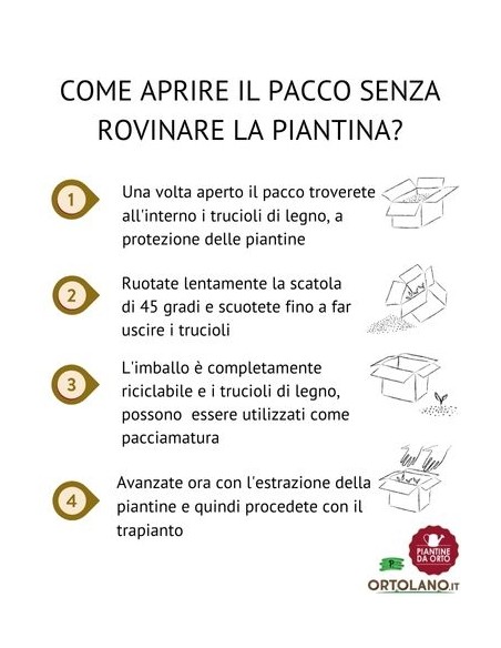 Cavolfiore pack da 6 piantine