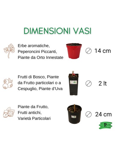 Nespolo del  Giappone