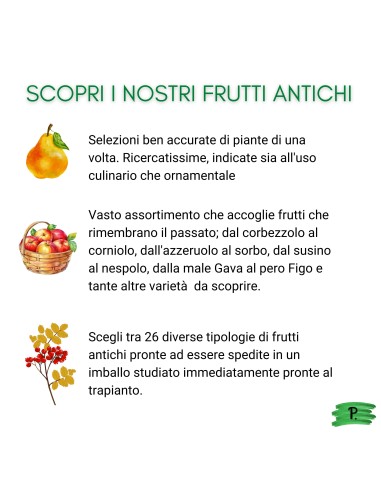 Nespolo del  Giappone