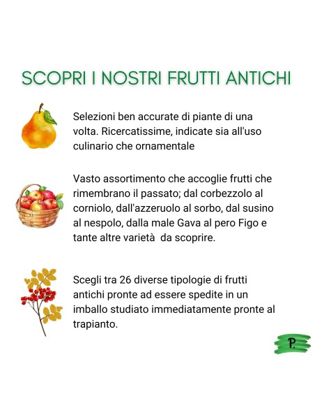 Nespolo del  Giappone