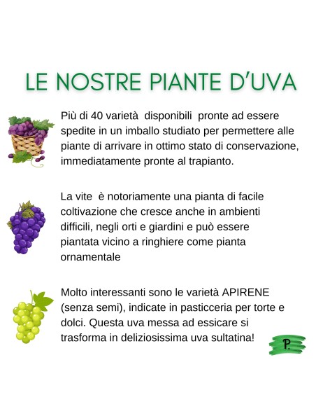 Nespolo del  Giappone