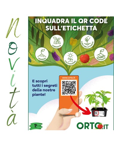 Nespolo del  Giappone