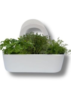 Aromi Bag già composta Erba Madre -Timo- Finocchio selvatico