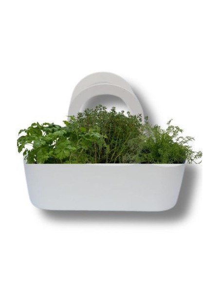 Aromi Bag già composta Erba Madre -Timo- Finocchio selvatico